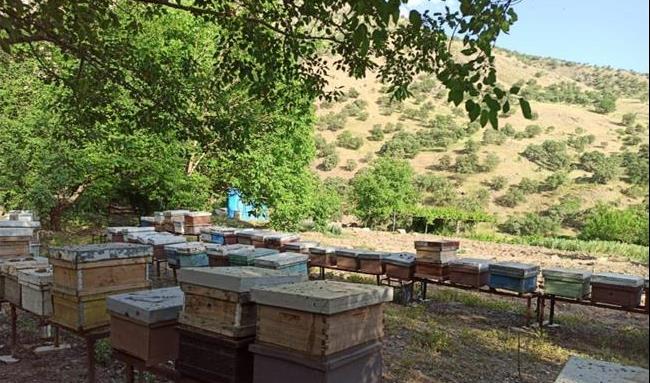 کاهش تولید عسل در کردستان عراق و احتمال واردات