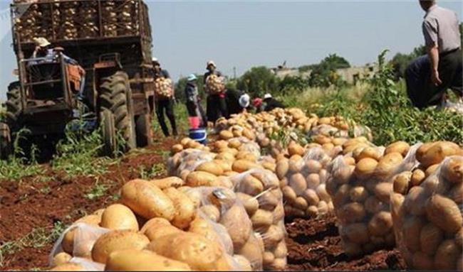 تکمیل سهمیه صادرات سیب‌زمینی کشور در سال جاری